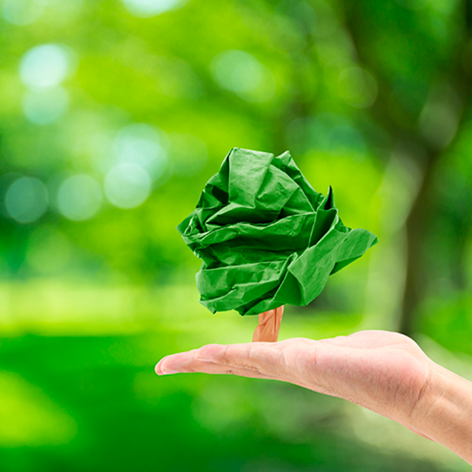 Educación Ambiental: de la palabra a los hechos